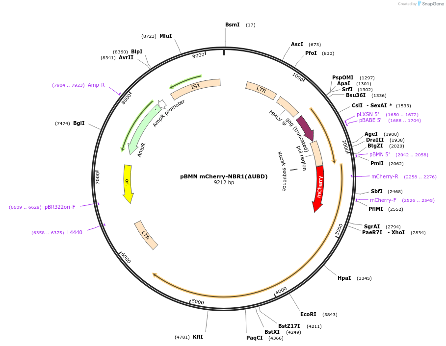 119691-plasmid-map-sequence-id-233080
