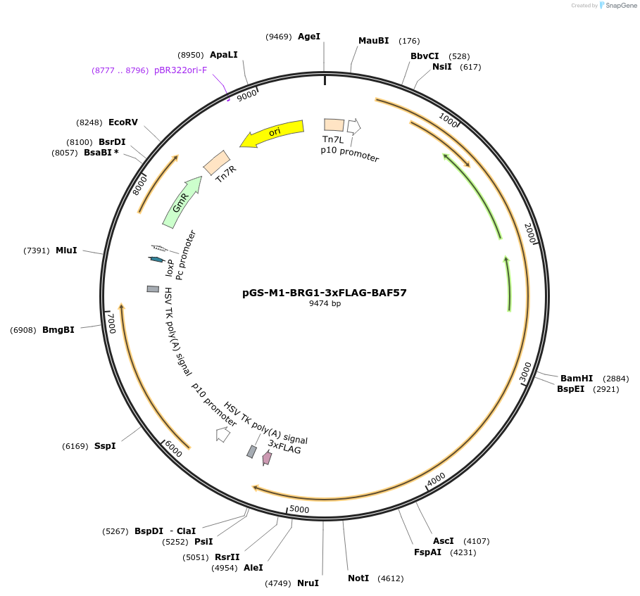 109189-plasmid-map-sequence-id-233082