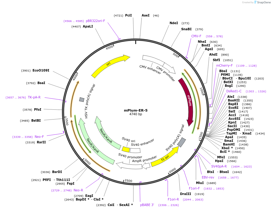 55967-plasmid-map-sequence-id-233117