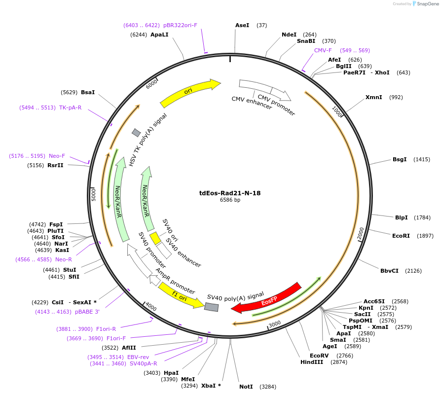 57666-plasmid-map-sequence-id-233120