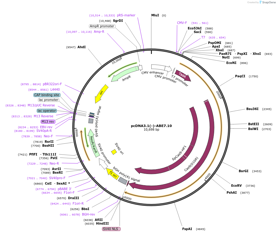 120399-plasmid-map-sequence-id-233124
