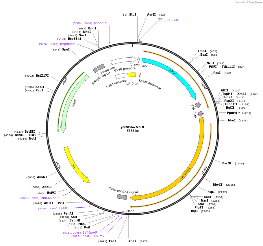 119760-plasmid-map-sequence-id-233131
