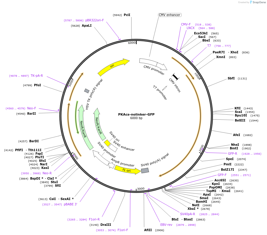 108579-plasmid-map-sequence-id-233134