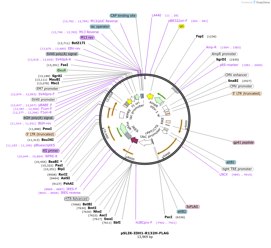 66803-plasmid-map-sequence-id-233142