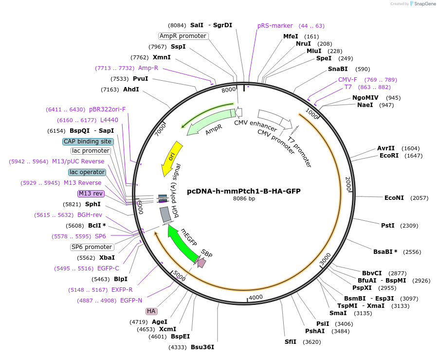 120903-plasmid-map-sequence-id-233160