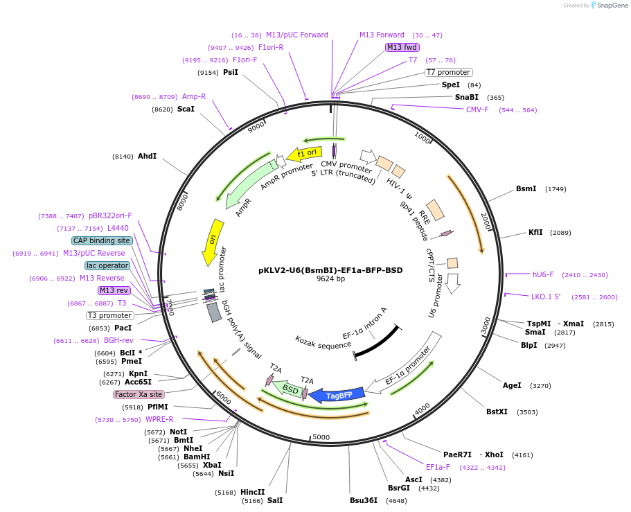 117136-plasmid-map-sequence-id-233161