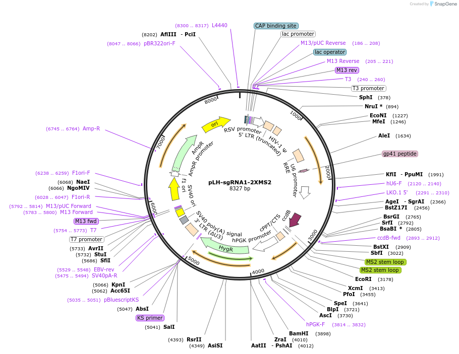 75389-plasmid-map-sequence-id-233249