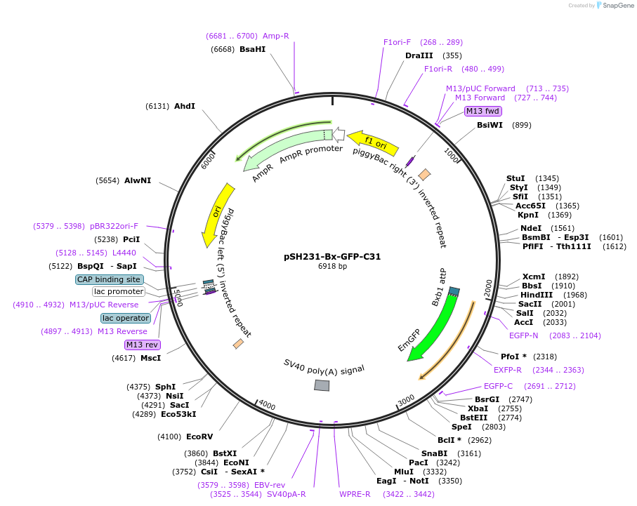 115149-plasmid-map-sequence-id-233253