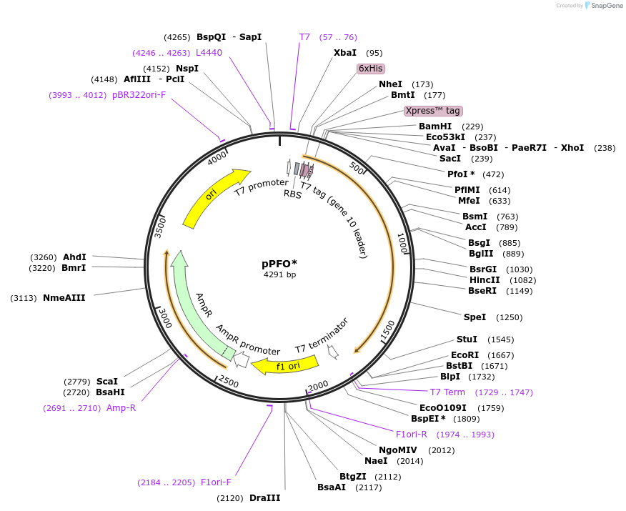120400-plasmid-map-sequence-id-233255