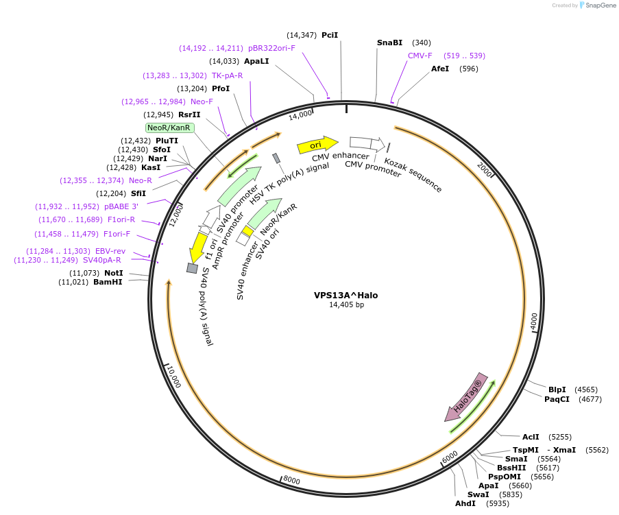 118759-plasmid-map-sequence-id-233267