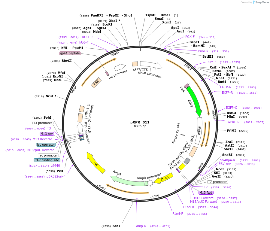 59702-plasmid-map-sequence-id-233279
