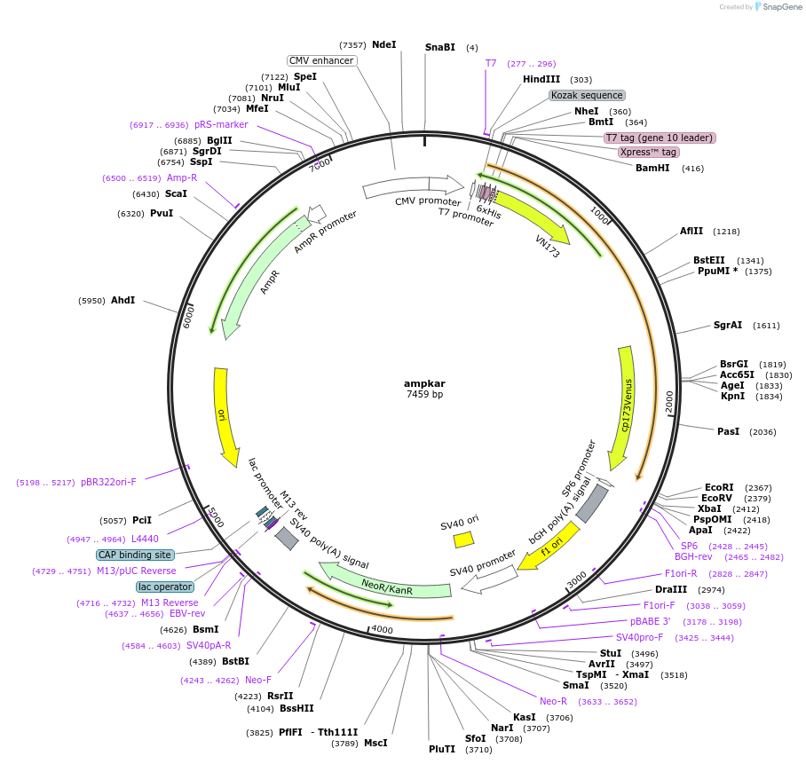 35097-plasmid-map-sequence-id-233280