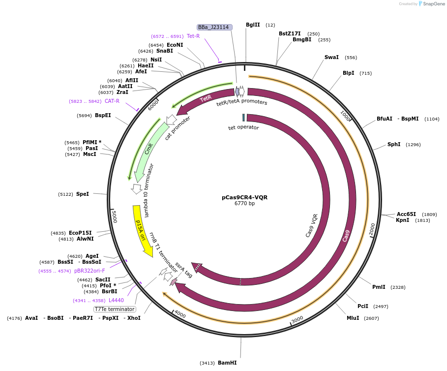 120224-plasmid-map-sequence-id-233296