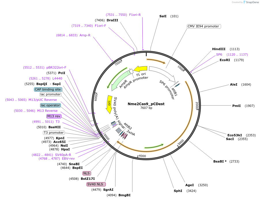 119923-plasmid-map-sequence-id-233417