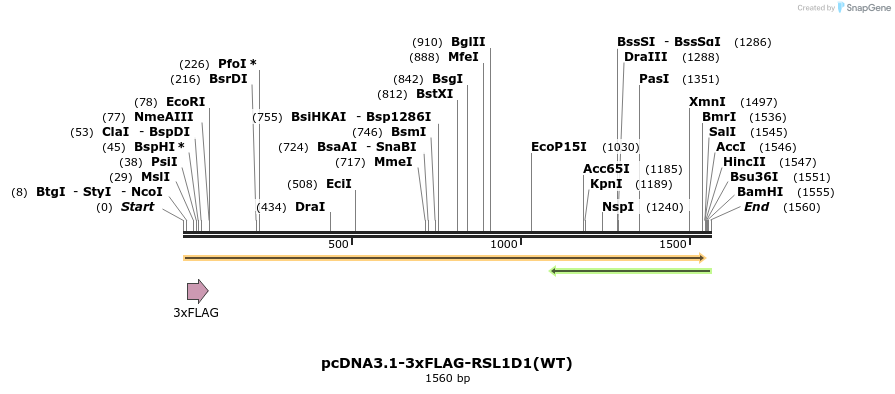 233531_map