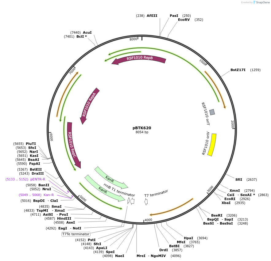 110620-plasmid-map-sequence-id-233533