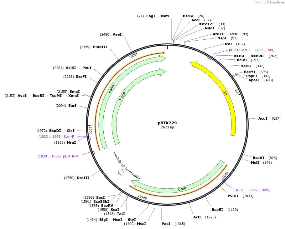 110591-plasmid-map-sequence-id-233535