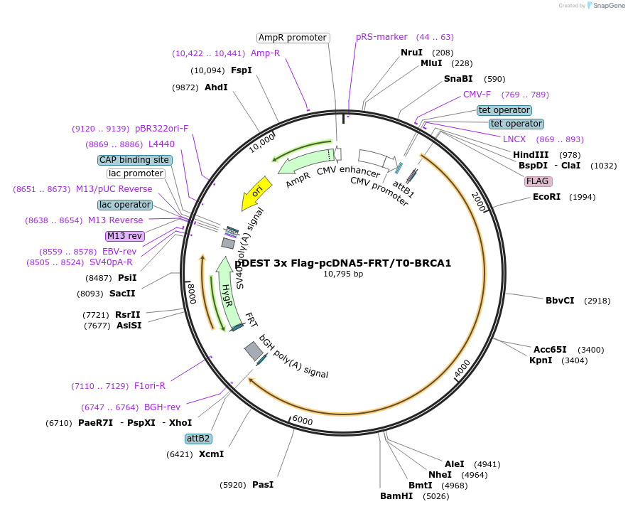 52504-plasmid-map-sequence-id-233540