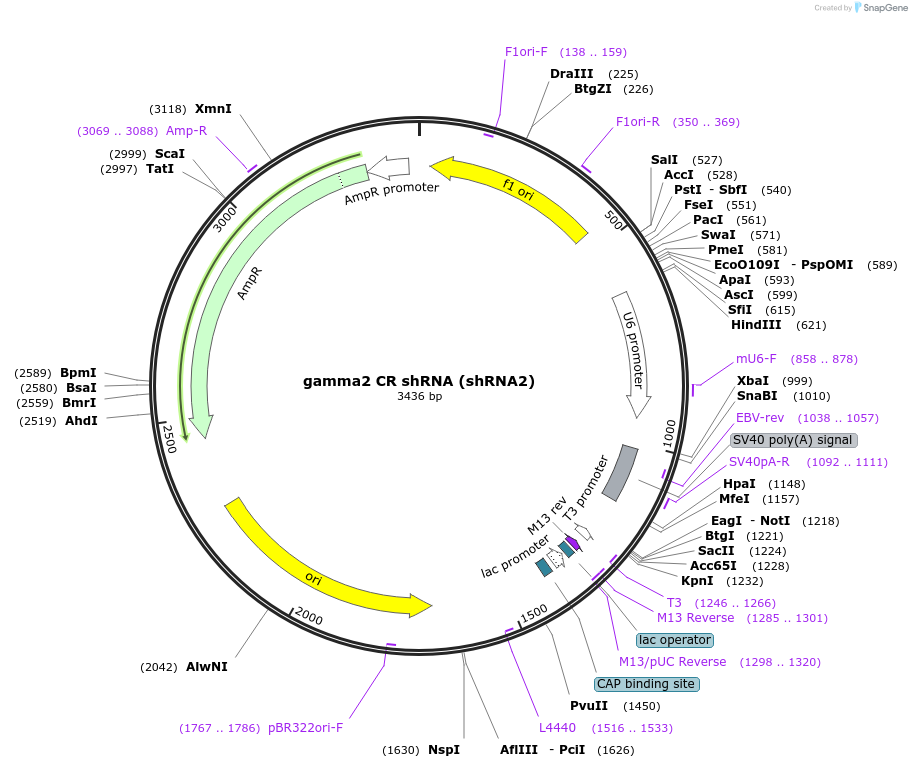 120794-plasmid-map-sequence-id-233597
