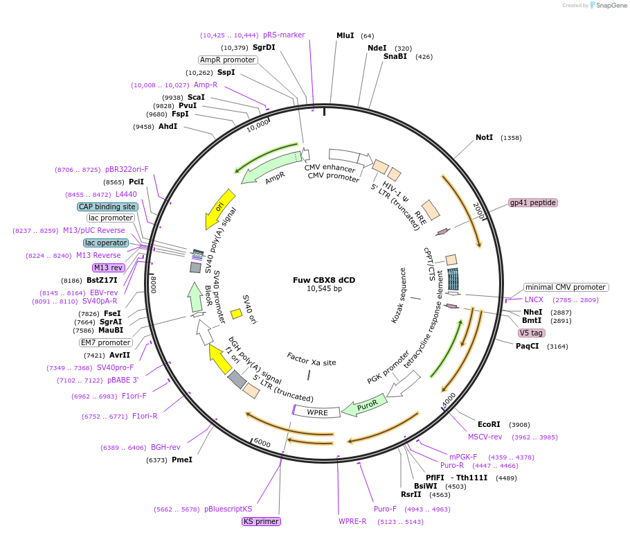 121117-plasmid-map-sequence-id-233619