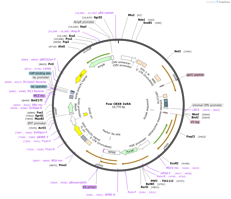 121115-plasmid-map-sequence-id-233621