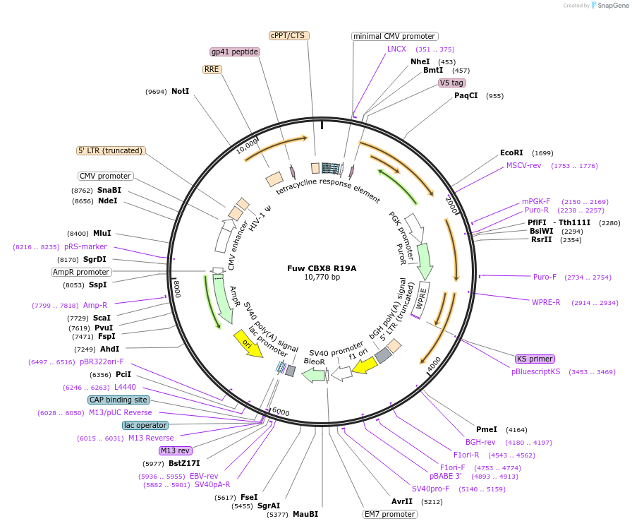 121112-plasmid-map-sequence-id-233622