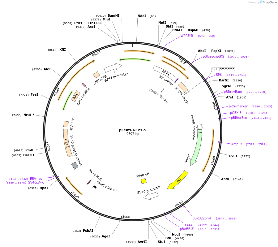 113613-plasmid-map-sequence-id-233636