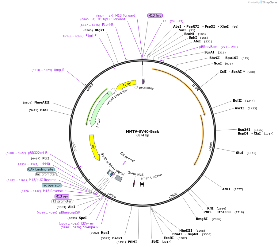 1824-plasmid-map-sequence-id-233646