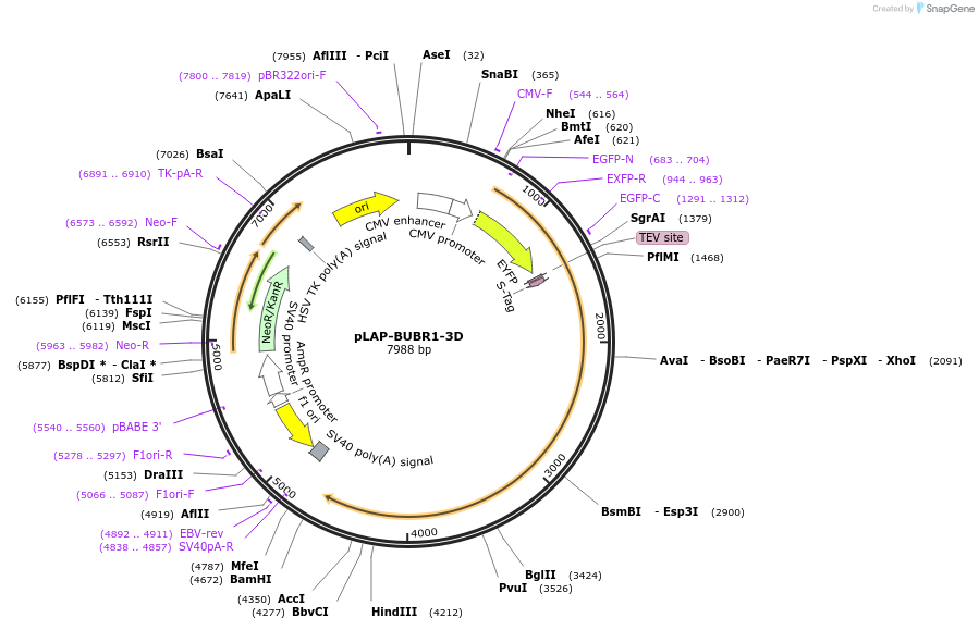 114055-plasmid-map-sequence-id-233657