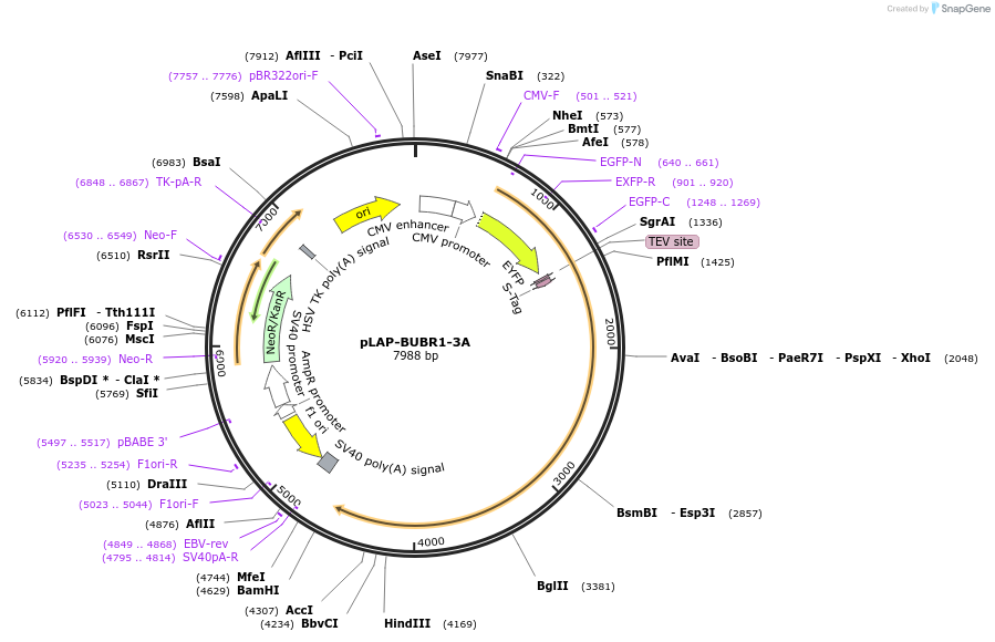 114054-plasmid-map-sequence-id-233658