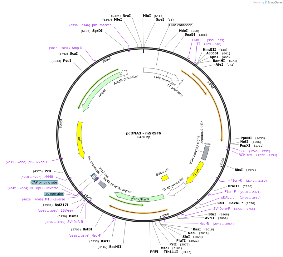 120420-plasmid-map-sequence-id-233659