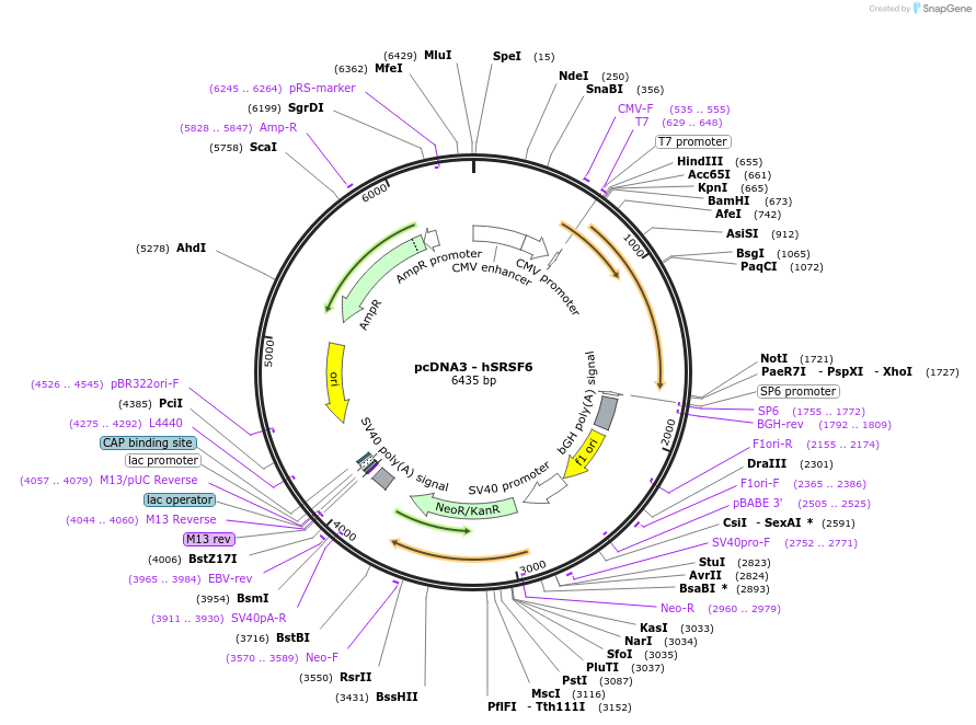 120419-plasmid-map-sequence-id-233660