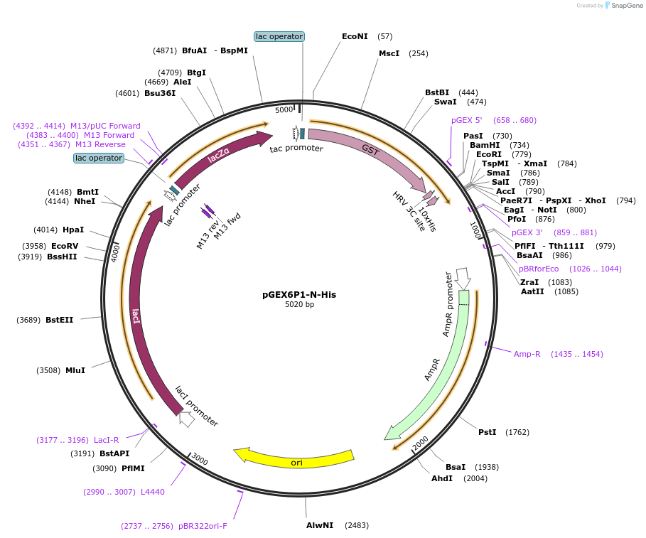119755-plasmid-map-sequence-id-233662