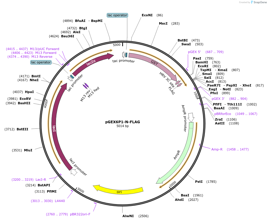 119759-plasmid-map-sequence-id-233663