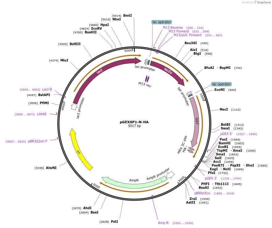 119756-plasmid-map-sequence-id-233665