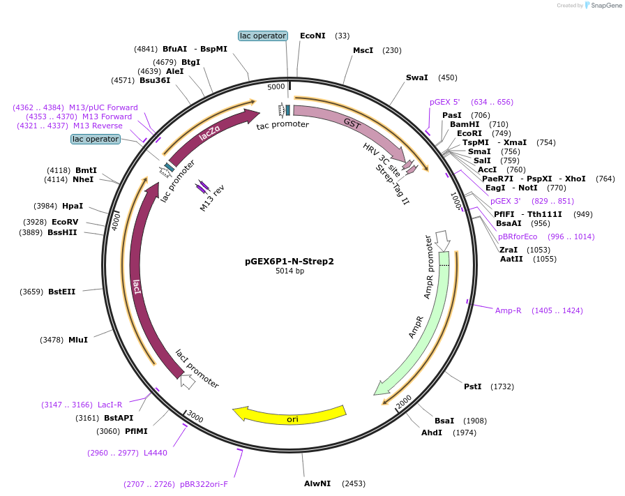 119758-plasmid-map-sequence-id-233666