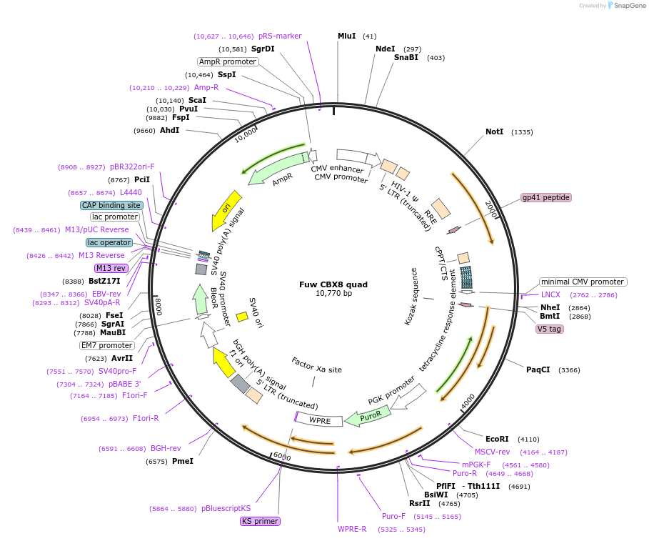 121118-plasmid-map-sequence-id-233673