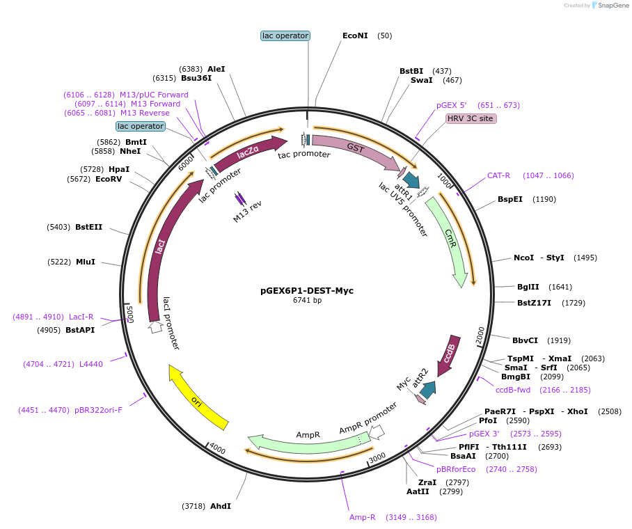 119752-plasmid-map-sequence-id-233674