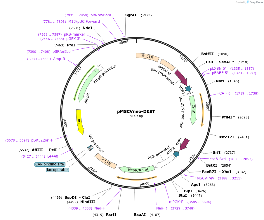 119746-plasmid-map-sequence-id-233675