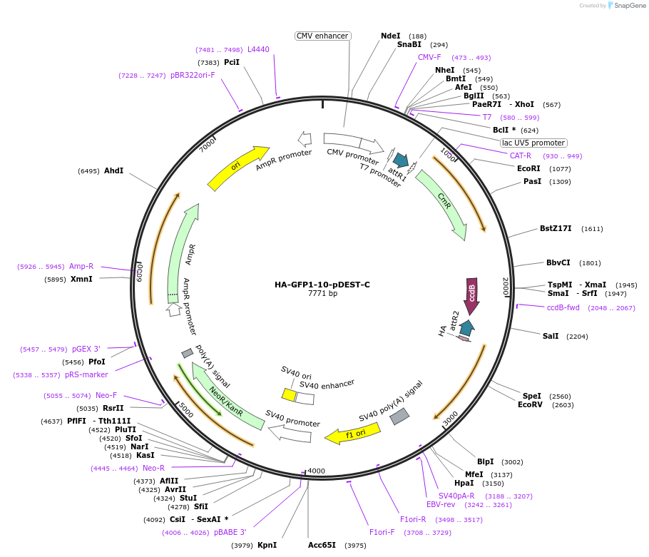 118369-plasmid-map-sequence-id-233678