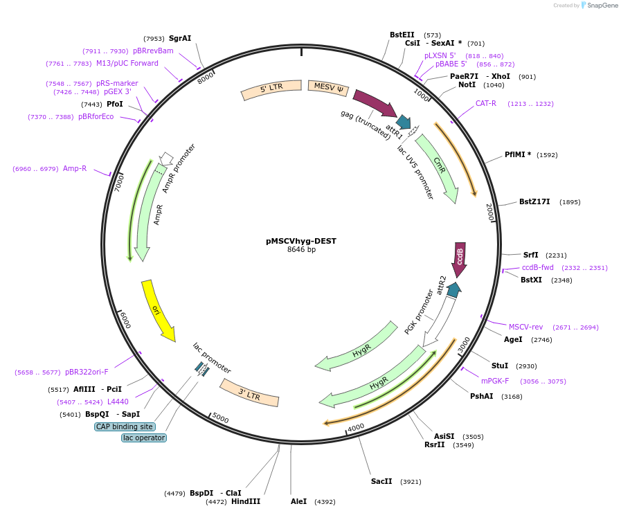 119747-plasmid-map-sequence-id-233679