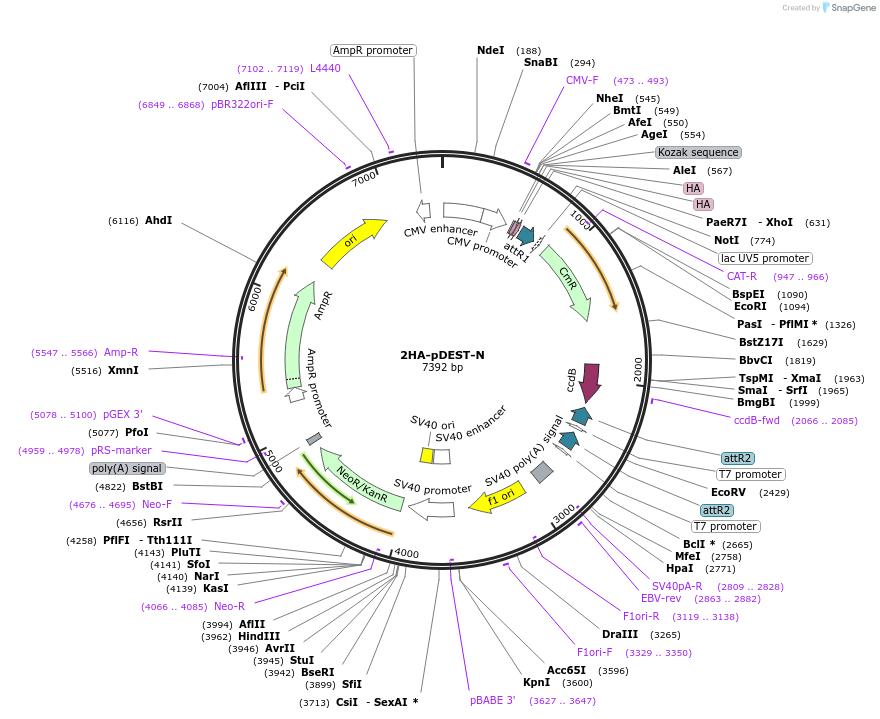118373-plasmid-map-sequence-id-233684