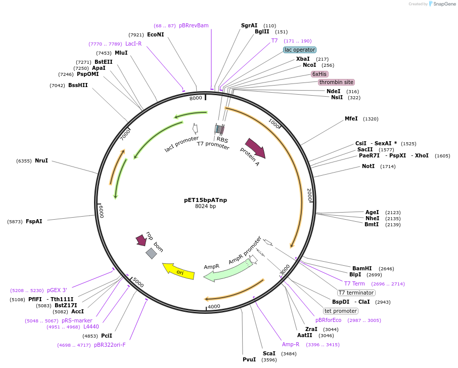 121137-plasmid-map-sequence-id-233689