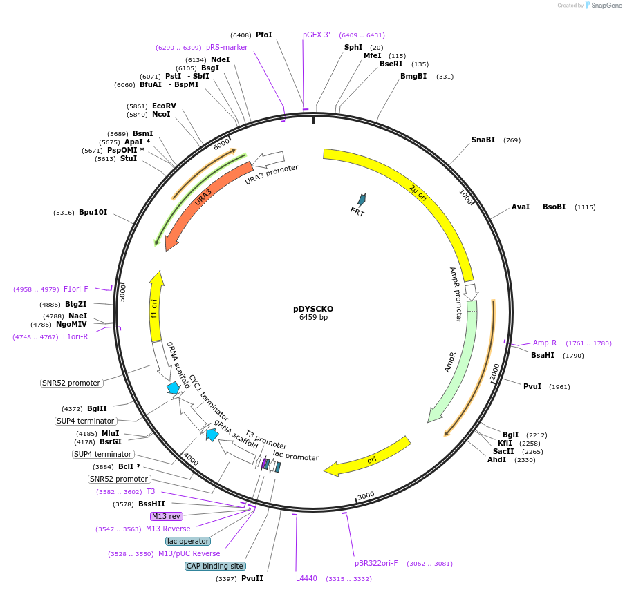 120263-plasmid-map-sequence-id-233690