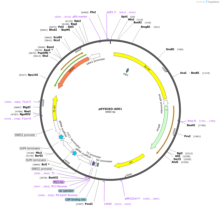 120264-plasmid-map-sequence-id-233692