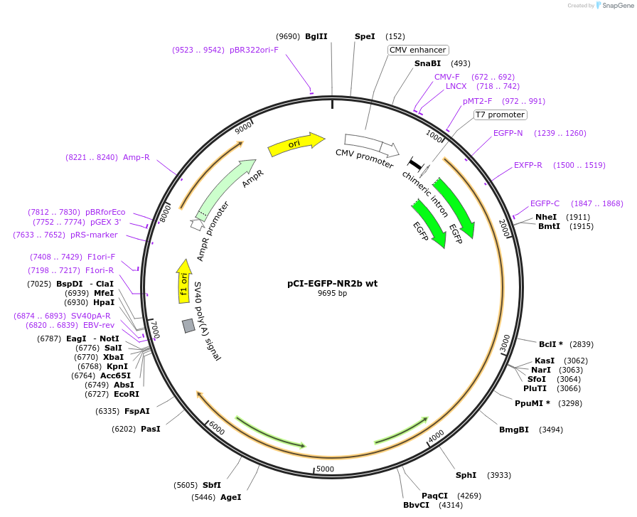 45447-plasmid-map-sequence-id-233694