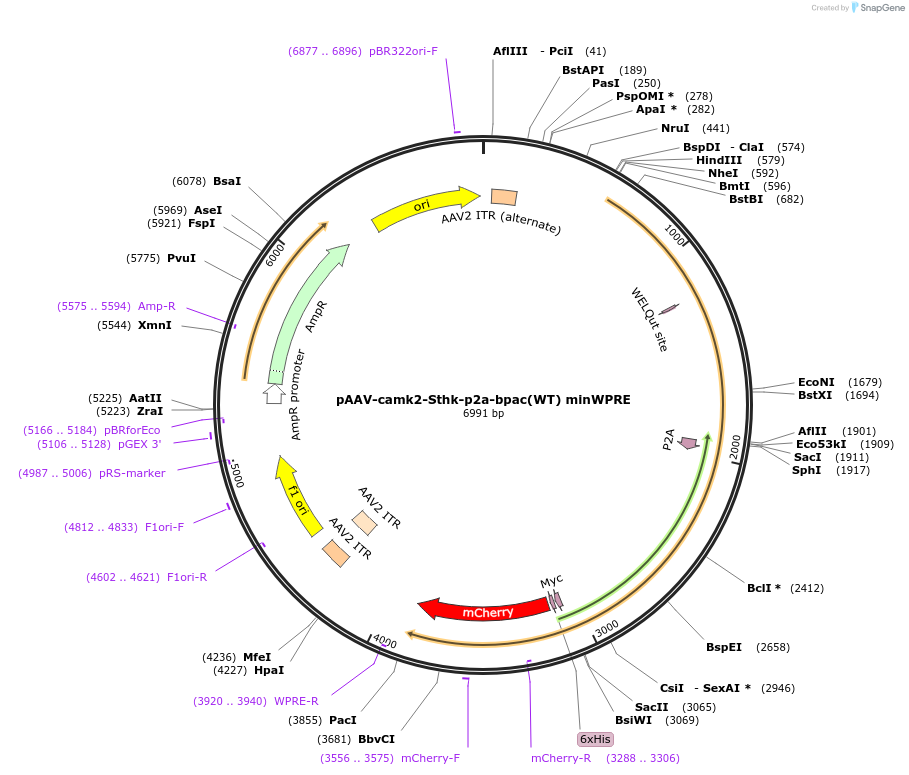 118274-plasmid-map-sequence-id-233695