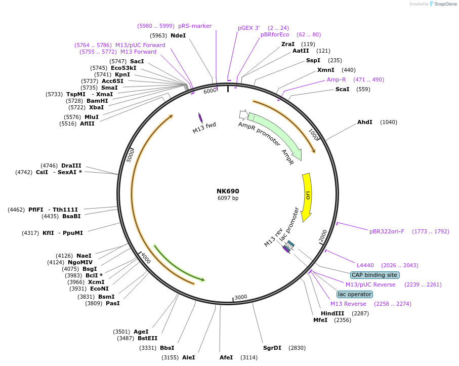 120849-plasmid-map-sequence-id-233698