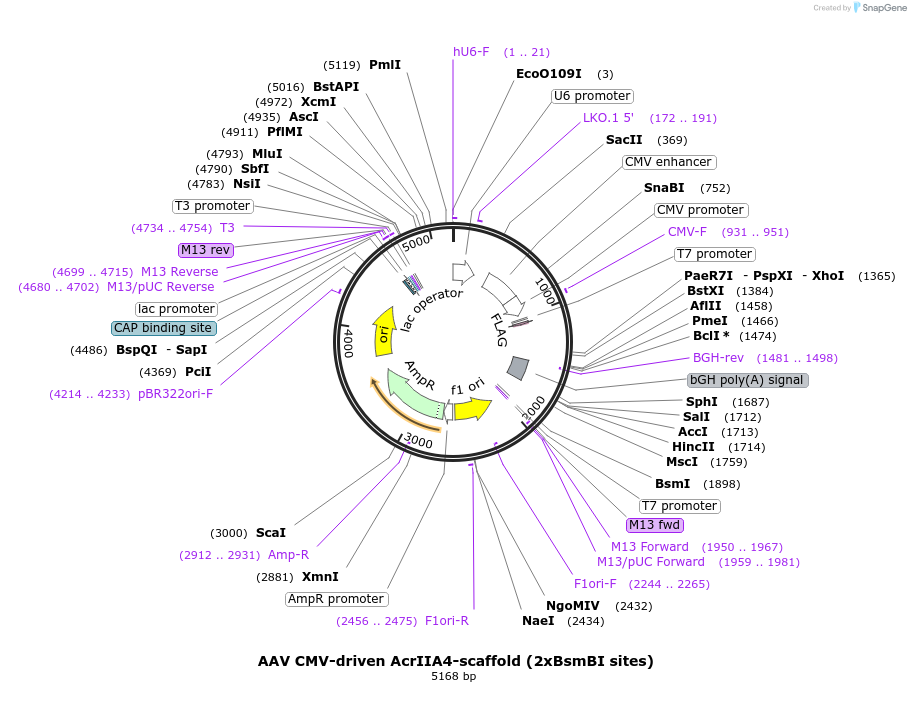 120297-plasmid-map-sequence-id-233705