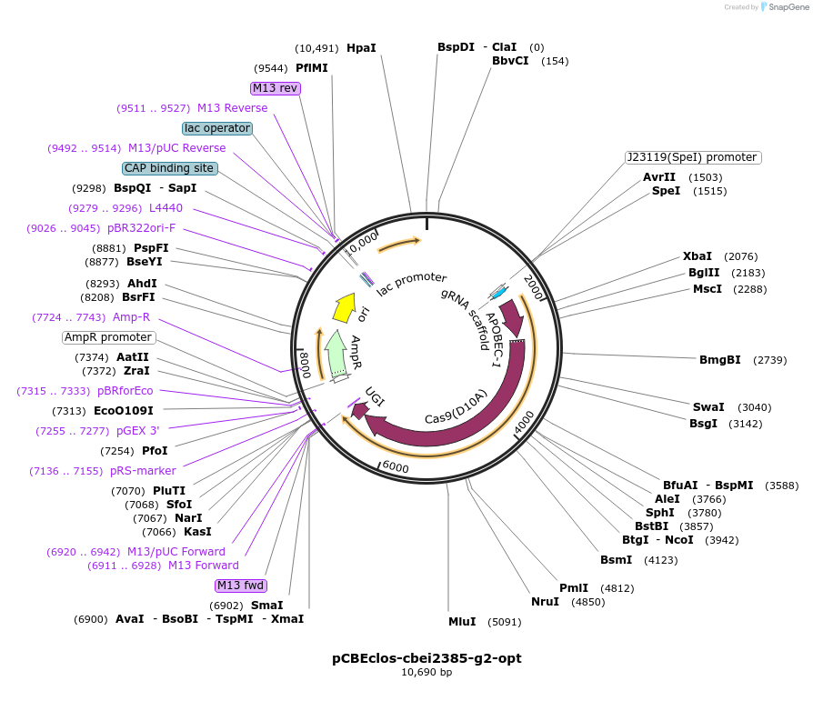118215-plasmid-map-sequence-id-233718